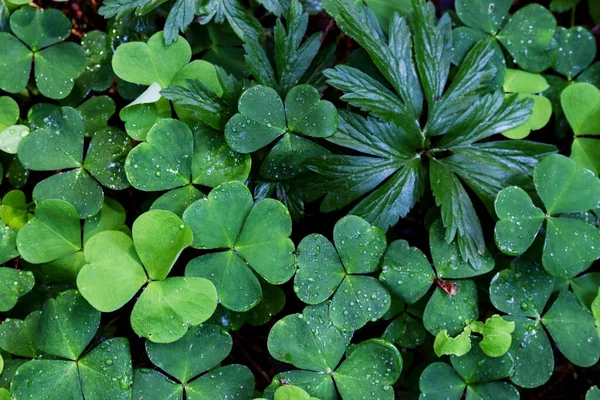 Grön Klöver Växt Unga Blad Matta Bakgrund Ovanifrån — Stockfoto