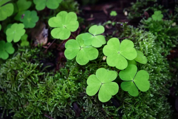 Grünklee Pflanze Junge Blätter Teppich Hintergrund Draufsicht — Stockfoto