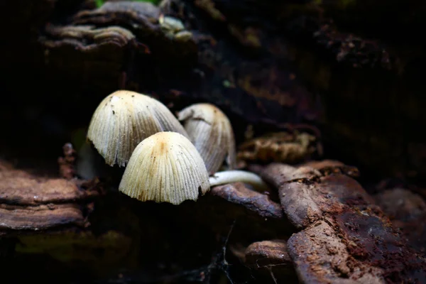 Graue Pilzköpfe Wachsen Auf Dem Baumstamm Seitenansicht — Stockfoto