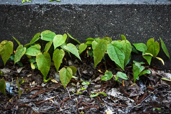 Groene Bladeren Groeien Trottoir Droge Bladeren Horizontaal — Stockfoto