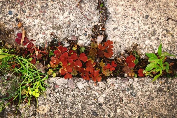 Κόκκινο Τριφύλλι Φυτό Νεαρά Φύλλα Αυξάνεται Μεταξύ Των Οδικών Πλακιδίων — Φωτογραφία Αρχείου