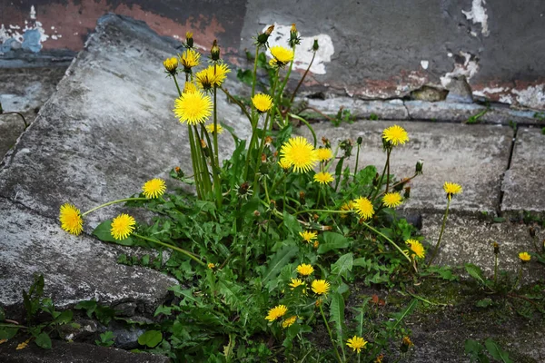 Nombreuses Petites Fleurs Pissenlit Sur Buisson Gris Sur Fond Mur Image En Vente