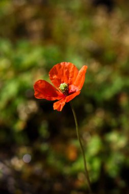 Koyu bulanık arkaplanda kırmızı gelincik çiçeği dikey
