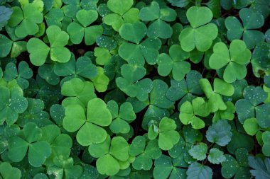 Yeşil yonca. Su damlası arkaplan manzaralı taze yapraklar.