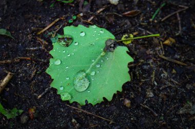 Yeşil yapraklı yağmur damlaları kara orman toprağının arka plan görünümünde.