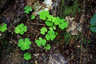 Yeşil doru yonca. Orman halısının arka planında yetişen yapraklar.