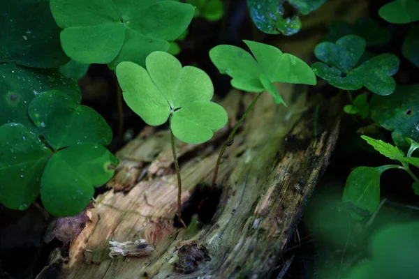 Grünklee Pflanze Junge Blätter Wachsen Durch Gefallene Baum Loch Natur — Stockfoto