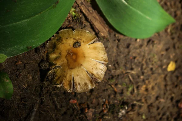 Brown Mushroom Cap Dirt Green Leaves Top View — Stock Photo, Image
