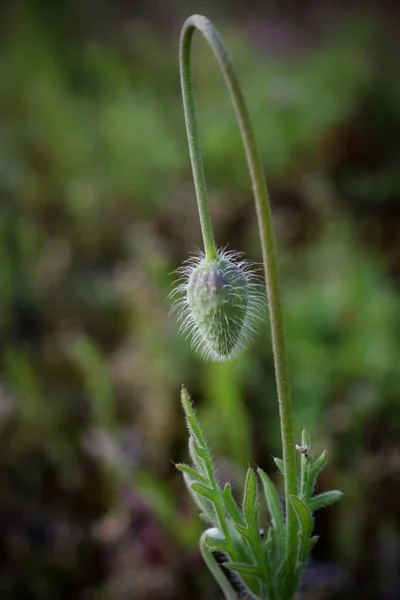 Fermé Bourgeon Fleur Pavot Planer Sur Les Feuilles Sur Fond — Photo