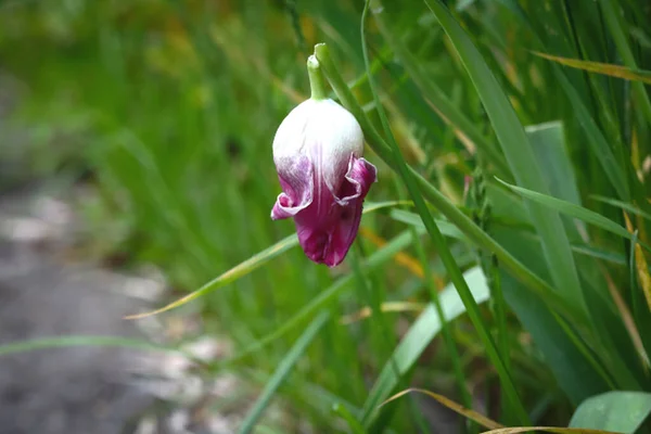 Fechado Pendurado Botão Tulipa Branca Roxa Com Pétalas Encaracoladas Grama — Fotografia de Stock