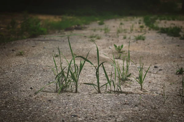 Green grass stems growing on paved road horizontal side view