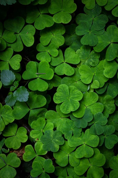 Grünklee Pflanzt Junge Blätter Mit Wassertropfen Teppich Vertikal Hintergrund Ansicht — Stockfoto