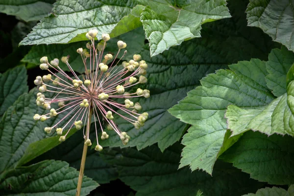 Round flower sphere without flowers on green leafy hedge — Stock Photo, Image