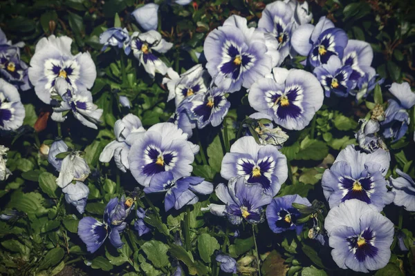 De nombreuses culottes violettes et blanches fond horizontal — Photo