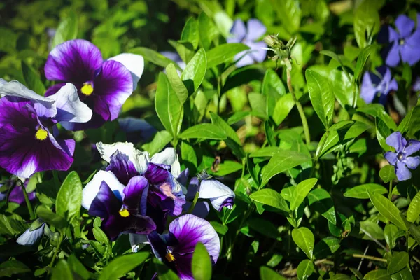 Culottes violettes et blanches sur fond vert feuillu — Photo