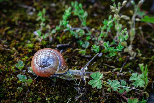 Snail Movement Dry Ground Moss Tiny Grass Forest Background — Stock Photo, Image