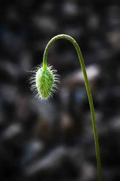 Closed Poppy Flower Bud Hover Leaves Blurred Dark Nature Vertical — Stock Photo, Image