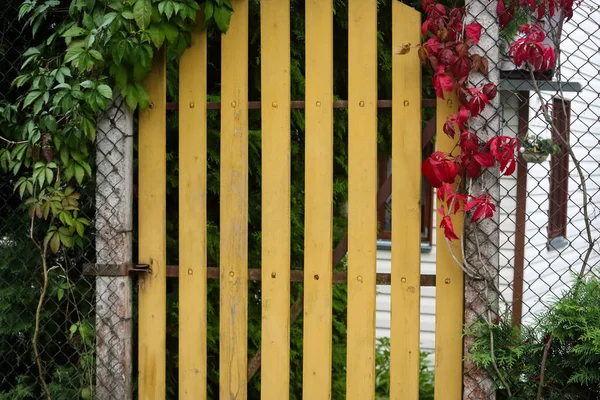 Κίτρινο Ξύλινο Φράχτη Πύλη Κρεμαστό Πράσινο Και Κόκκινο Άγρια Αμπέλια — Φωτογραφία Αρχείου