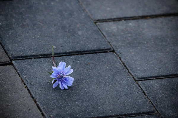 Fleur Bleu Clair Couchée Sur Des Carreaux Pavement Gris Humide — Photo