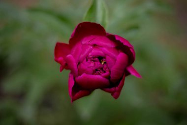 Güzel, rahatsız edilmeden koyu pembe Şakayık yakın çekim yeşil arka plan bulanık