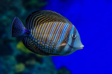 Mercan bir arka plan üzerinde mavi su Zebrasoma desjardinii. Balık yakın çekim, yan görünüm.