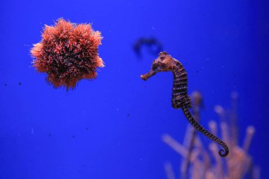 Deniz kestanesi ve denizatı ön planda