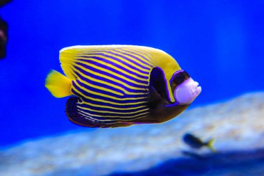 Kelebek balık mavi suda yüzüyor, mercan resifleri arka planda görülebilir