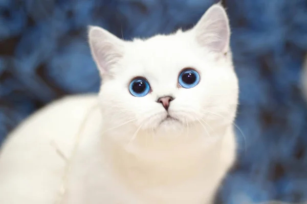 Gato Branco Com Olhos Azuis Olhando Para Câmera Fundo Borrado — Fotografia de Stock