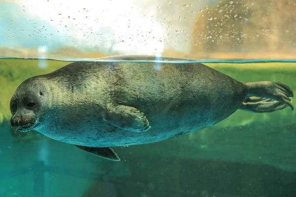 Seal floats behind the glass. Moskvarium