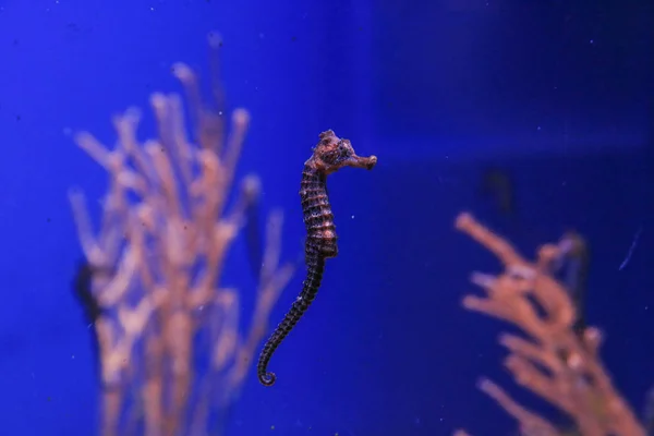 Seahorse mercanların bir arka planda mavi suda yüzerler