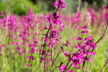 Yakın çekim bir küçük mor çiçek üzerinde yeşil arka plan bulanık. Doğal yumuşak görüntü bulanık bir boşluk ve bir güzel yaprak odaklı bir mor çiçek.