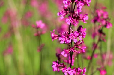 Yakın çekim bir küçük mor çiçek üzerinde yeşil arka plan bulanık. Doğal yumuşak görüntü bulanık bir boşluk ve bir güzel yaprak odaklı bir mor çiçek.