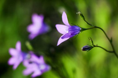 Yakın çekim yeşil arka plan bulanık üzerinde küçük bir mavi çiçek. Doğal yumuşak görüntü bulanık bir boşluk ve bir güzel yaprak odaklı bir mor çiçek.