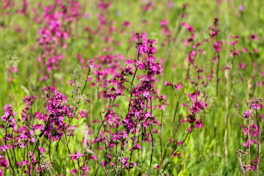 Yakın çekim bir küçük mor çiçek üzerinde yeşil arka plan bulanık. Doğal yumuşak görüntü bulanık bir boşluk ve bir güzel yaprak odaklı bir mor çiçek.