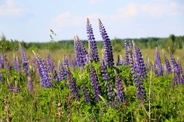 Lupinus, lupin, mor ve mavi çiçekli lupin tarlası. Bir grup lupin yaz çiçeği arkaplanı