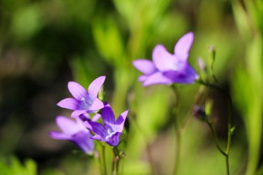 Yakın çekim yeşil arka plan bulanık üzerinde küçük bir mavi çiçek. Doğal yumuşak görüntü bulanık bir boşluk ve bir güzel yaprak odaklı bir mor çiçek.
