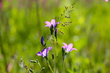 Yakın çekim yeşil arka plan bulanık üzerinde küçük bir mavi çiçek. Doğal yumuşak görüntü bulanık bir boşluk ve bir güzel yaprak odaklı bir mor çiçek.