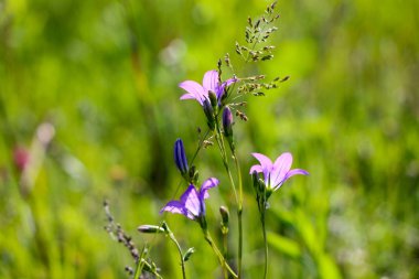 Yakın çekim yeşil arka plan bulanık üzerinde küçük bir mavi çiçek. Doğal yumuşak görüntü bulanık bir boşluk ve bir güzel yaprak odaklı bir mor çiçek.
