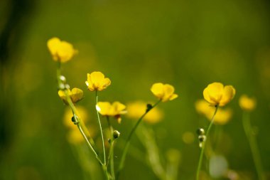 Yakın çekim yeşil arka plan bulanık üzerinde küçük bir sarı çiçek. Doğal yumuşak görüntü bulanık bir boşluk ve bir güzel yaprak odaklı bir mor çiçek.