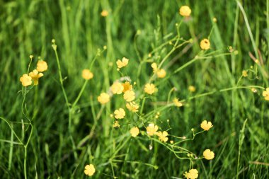 Yakın çekim yeşil arka plan bulanık üzerinde küçük bir sarı çiçek. Doğal yumuşak görüntü bulanık bir boşluk ve bir güzel yaprak odaklı bir mor çiçek.