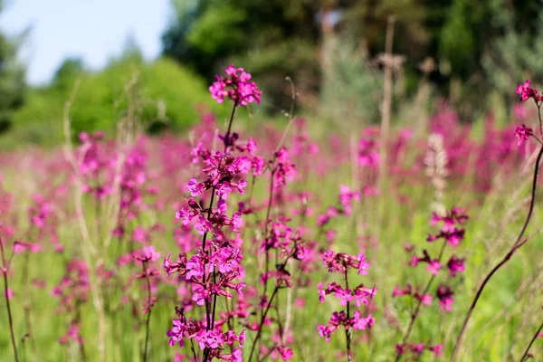 緑背景をぼかした写真を小さな紫の花のクローズ アップ ぼやけた空間と美しい葉に焦点を当てた紫花自然な柔らかいイメージ — ストック写真