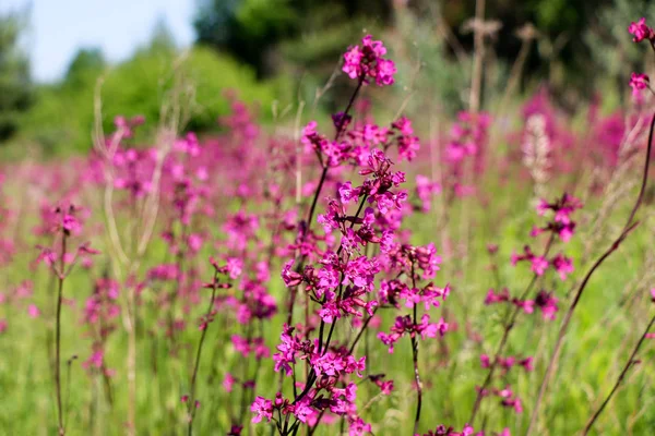 緑背景をぼかした写真を小さな紫の花のクローズ アップ ぼやけた空間と美しい葉に焦点を当てた紫花自然な柔らかいイメージ — ストック写真