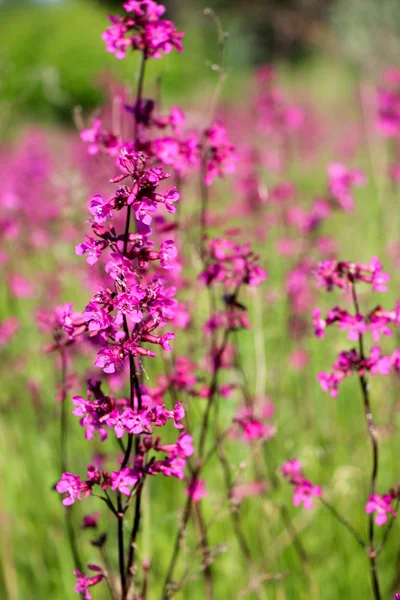 Primer Plano Una Pequeña Flor Púrpura Sobre Fondo Verde Borroso — Foto de Stock