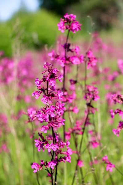 在模糊的绿色背景上的一朵小紫花特写 一个有模糊空间的自然柔和的图像和一个美丽的叶子上的紫色花朵 — 图库照片