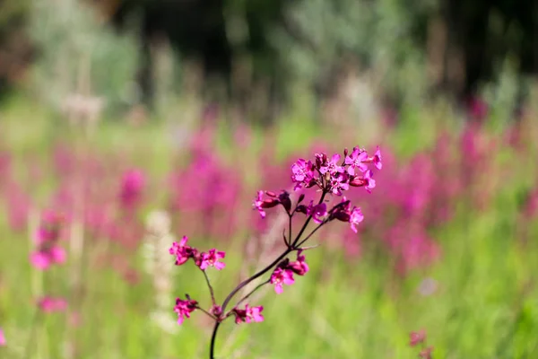 在模糊的绿色背景上的一朵小紫花特写 一个有模糊空间的自然柔和的图像和一个美丽的叶子上的紫色花朵 — 图库照片