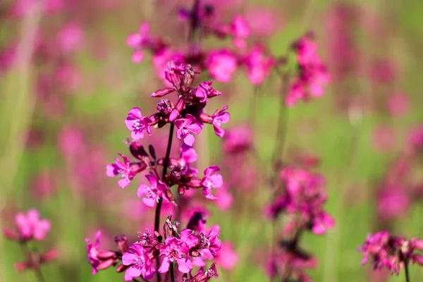 緑背景をぼかした写真を小さな紫の花のクローズ アップ ぼやけた空間と美しい葉に焦点を当てた紫花自然な柔らかいイメージ — ストック写真