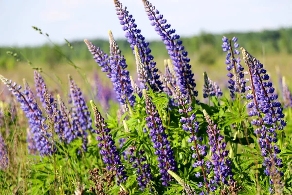 Lupinus Lupin Mor Mavi Çiçekli Lupin Tarlası Bir Grup Lupin — Stok fotoğraf