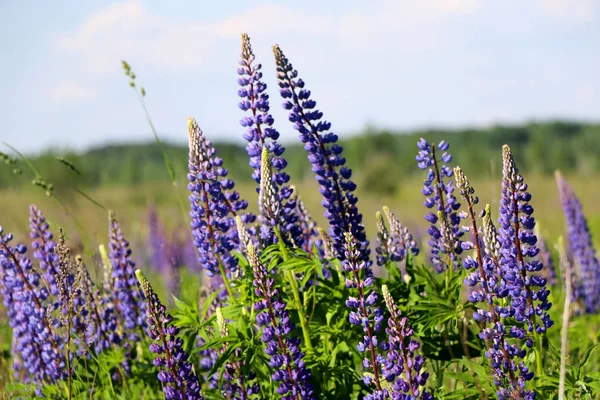 Lupin Lupin Champ Lupin Avec Des Fleurs Roses Violettes Bleues — Photo