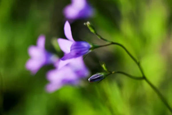 Primer Plano Una Pequeña Flor Azul Sobre Fondo Verde Borroso — Foto de Stock