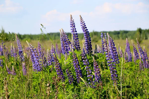 Lupinus Lupin Mor Mavi Çiçekli Lupin Tarlası Bir Grup Lupin — Stok fotoğraf